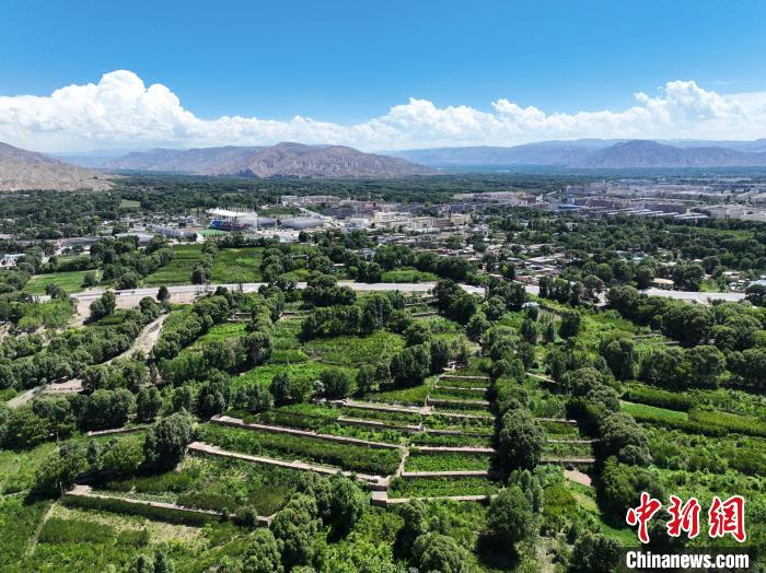 航拍貴德縣黃河岸畔綠意盎然?！●R銘言 攝