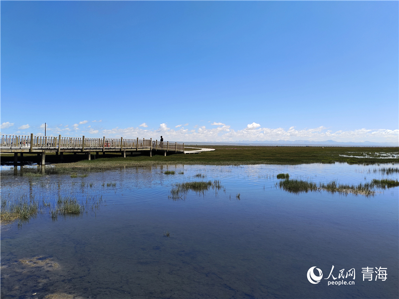   青海湖仙女灣。人民網(wǎng) 張莉萍攝