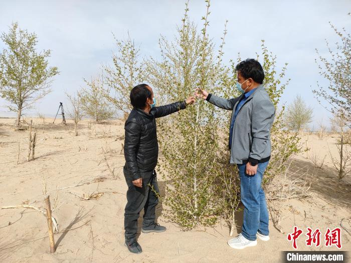 柴達(dá)木盆地的護(hù)林員:守護(hù),只為那一片綠