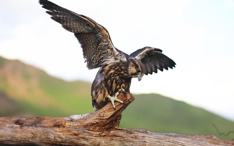獵隼。江文江措攝