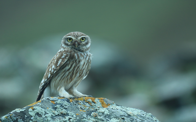縱紋腹小鸮。江文江措攝