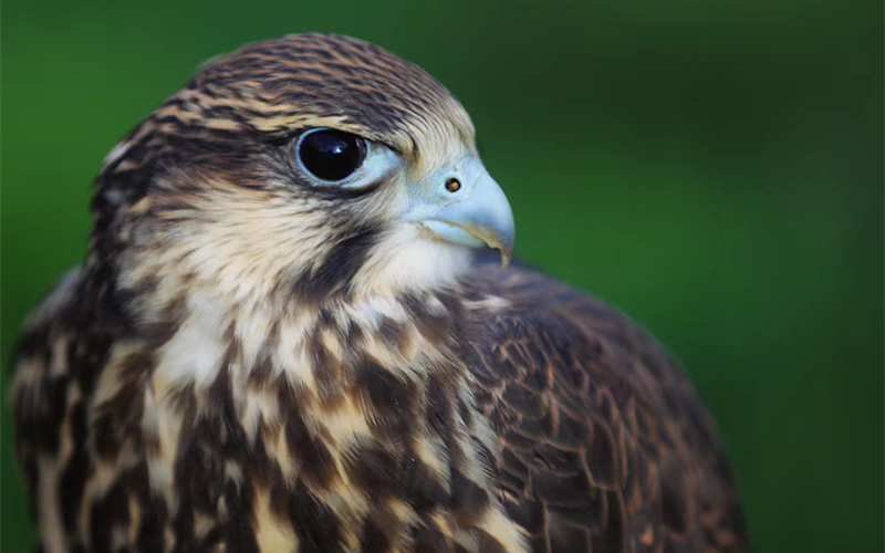 獵隼。江文江措攝
