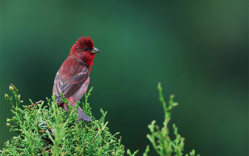 普通朱雀。江文江措攝