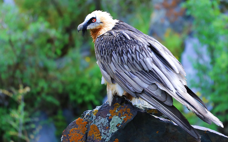 胡兀鷲。江文江措攝