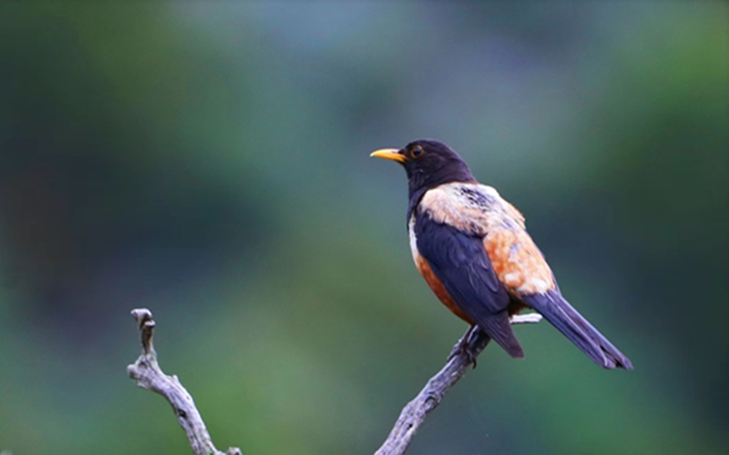 棕背黑頭鶇。江文江措攝