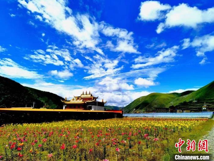 近百畝百合花競(jìng)相開放，景色誘人?！∪捞量h委宣傳部供圖