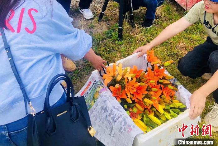 村民采摘百合花?！∪捞量h委宣傳部供圖