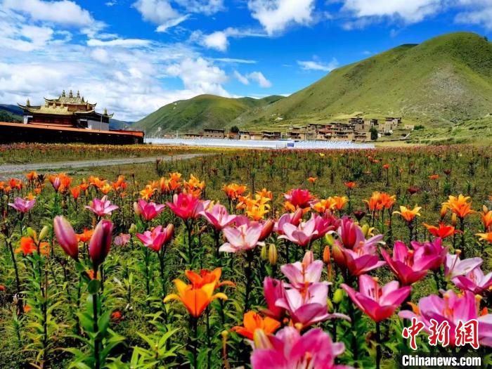 近百畝百合花競(jìng)相開放，景色誘人。　壤塘縣委宣傳部供圖