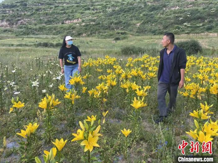 村民采摘百合花?！∪捞量h委宣傳部供圖