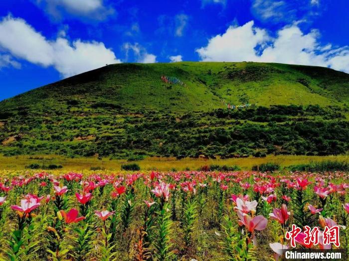 近百畝百合花競(jìng)相開放，景色誘人?！∪捞量h委宣傳部供圖