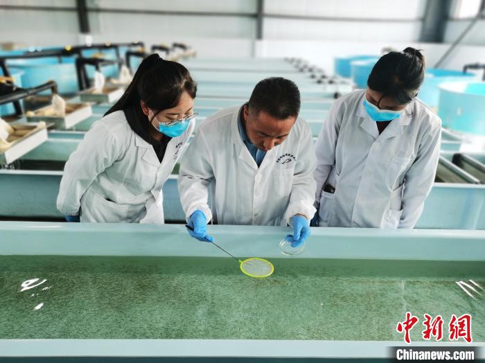 圖為工作人員檢查魚(yú)苗?！?zhí)砀?攝