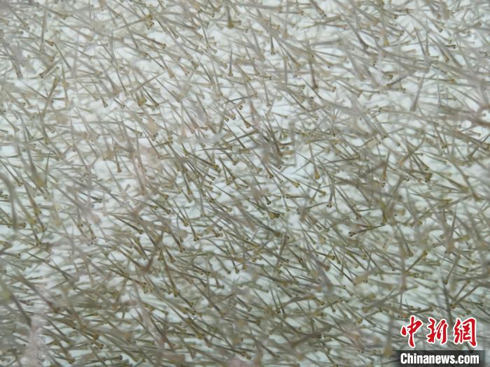 圖為密集分布的魚苗?！?zhí)砀?攝