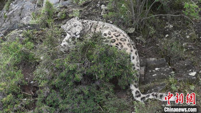 圖為雪豹向牧民攝影師方向張望。(資料圖) 公尕日 攝