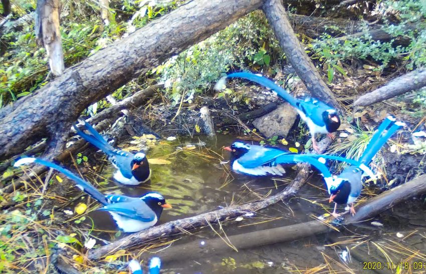 紅嘴藍鵲。涼山州委宣傳部供圖