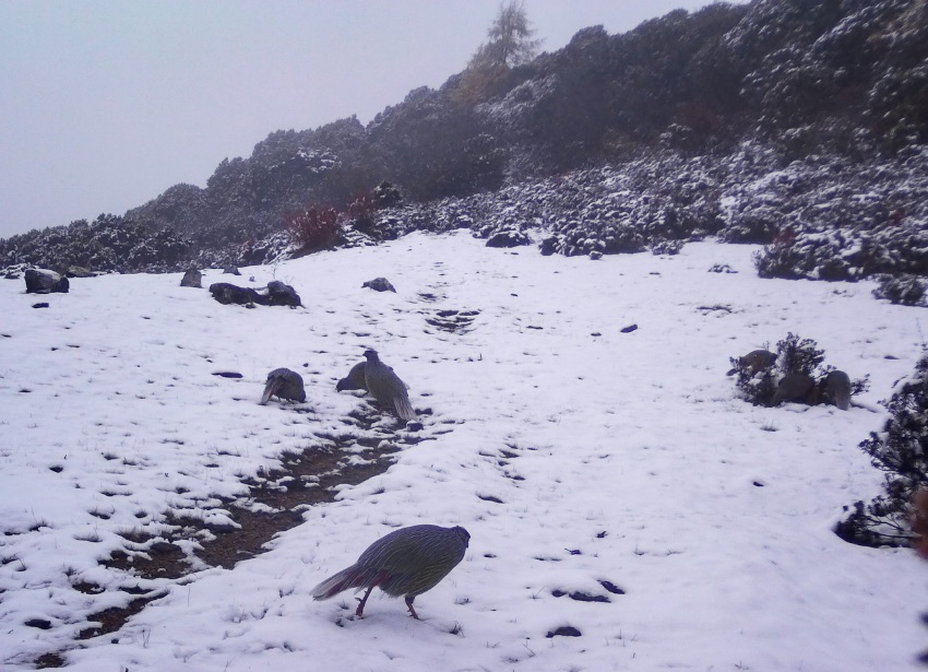 血雉。涼山州委宣傳部供圖