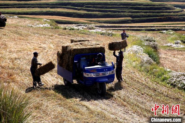 圖為飼草晾曬、打捆。　馬芝芬 攝