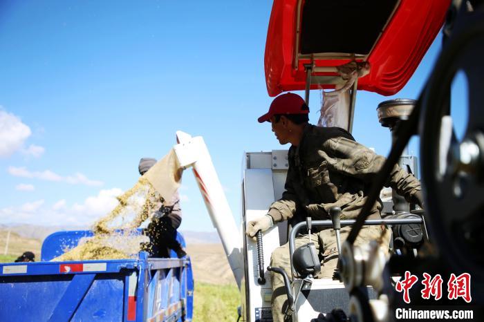 圖為飼草收割?！●R芝芬 攝