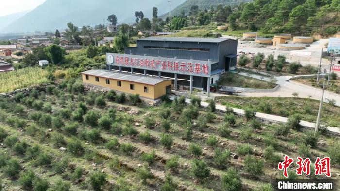 伍合村的油橄欖種植基地。　高嘉琪 攝