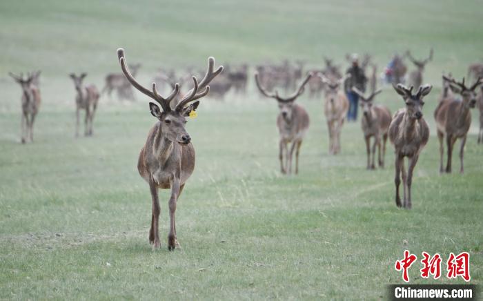 2022年夏日時(shí)節(jié)，甘肅張掖市肅南縣祁連山下的馬鹿養(yǎng)殖基地。(資料圖) 楊艷敏 攝