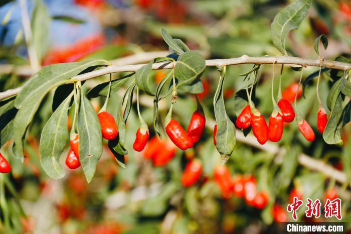 圖為柴達(dá)木盆地有機(jī)枸杞?！O睿 攝