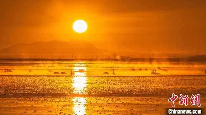 圖為天鵝群在湖中休憩?！『螁⒔?攝