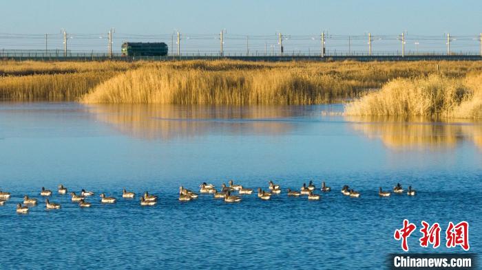 圖為多種野生鳥類在湖中游蕩?！『螁⒔?攝