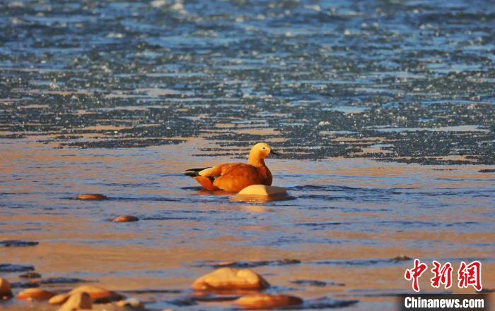 圖為赤麻鴨自在游曳。　白日丁布江才 攝