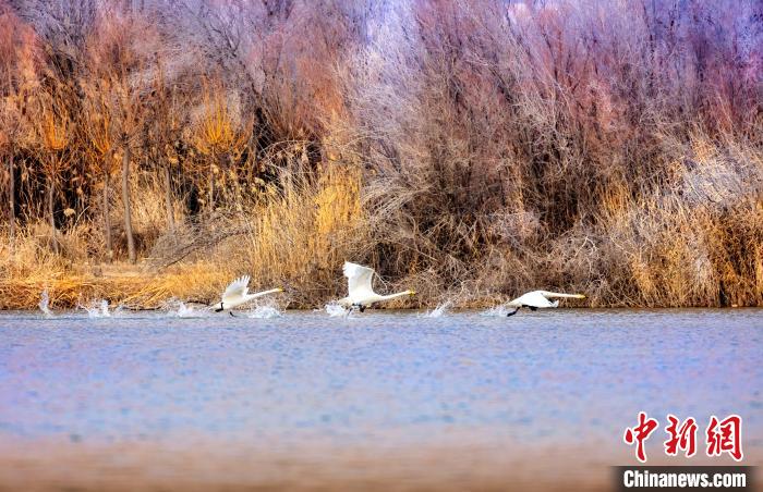 圖為起舞的天鵝與碧波蕩漾的湖面相映成趣?！『喖s 攝