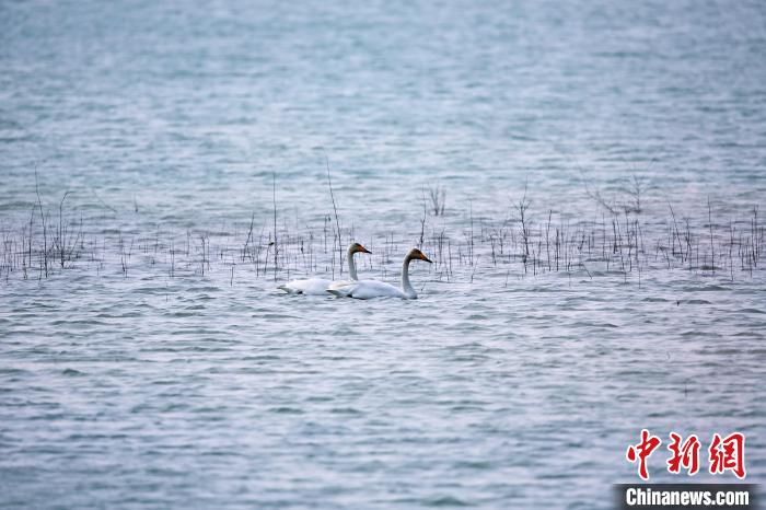 圖為天鵝在湖面嬉戲?！◇泱憔?攝