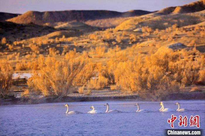 圖為黃河岸畔貴德縣迎來天鵝“做客”?！◇泱憔?攝