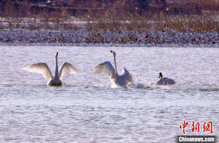 圖為黃河岸畔貴德縣迎來天鵝“做客”?！◇泱憔?攝