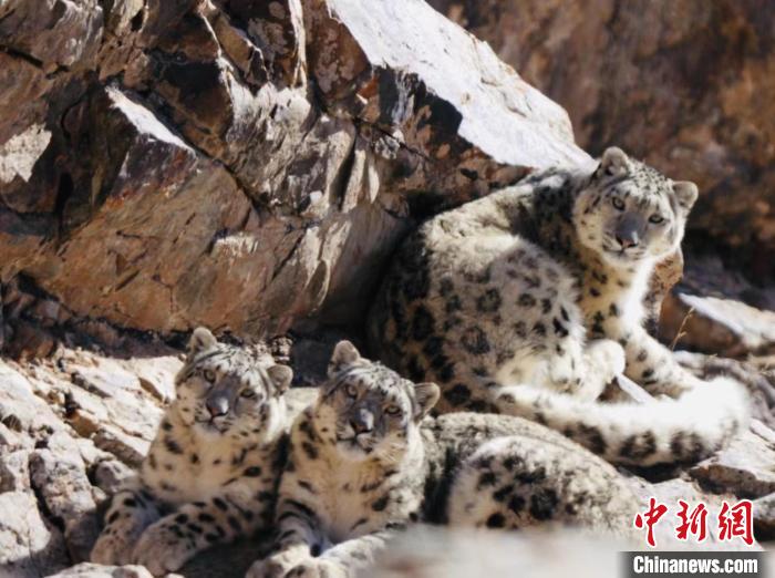 青海都蘭：雪豹、兔猻等多種珍稀野生動物亮相