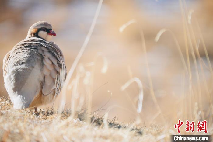 圖為都蘭縣境內的鳥類。　拉毛杰 攝