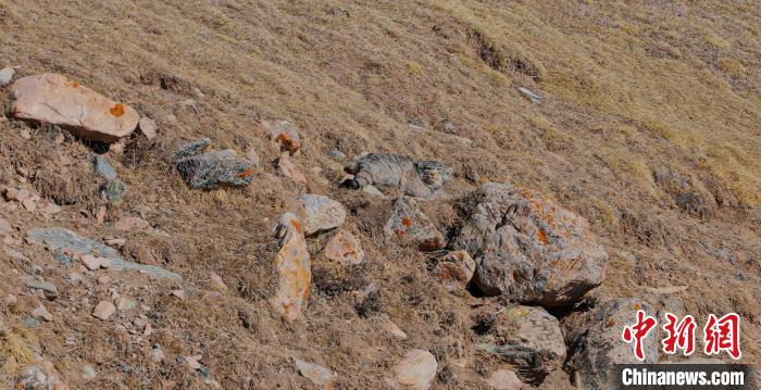 圖為兔猻?！±?攝