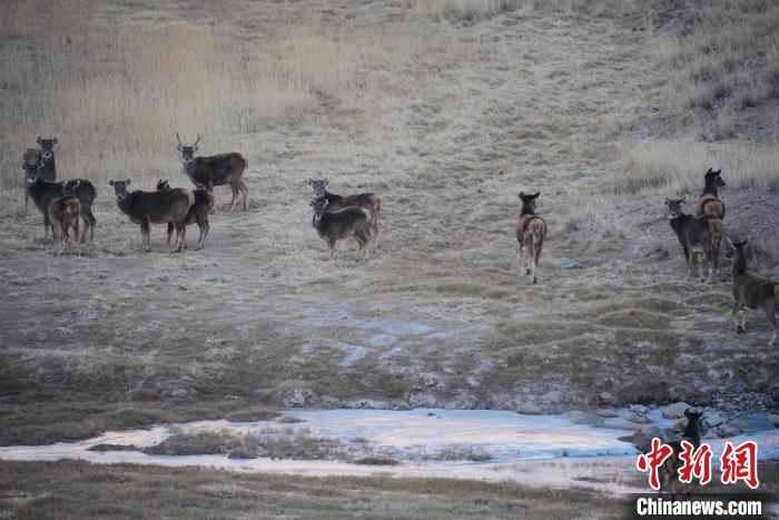 圖為都蘭縣境內的野生動物?！±?攝