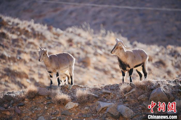 圖為都蘭縣境內的野生動物?！±?攝