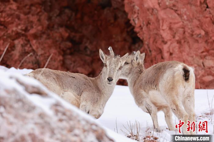 圖為在雪中悠然自得的巖羊。　白日丁布江才 攝