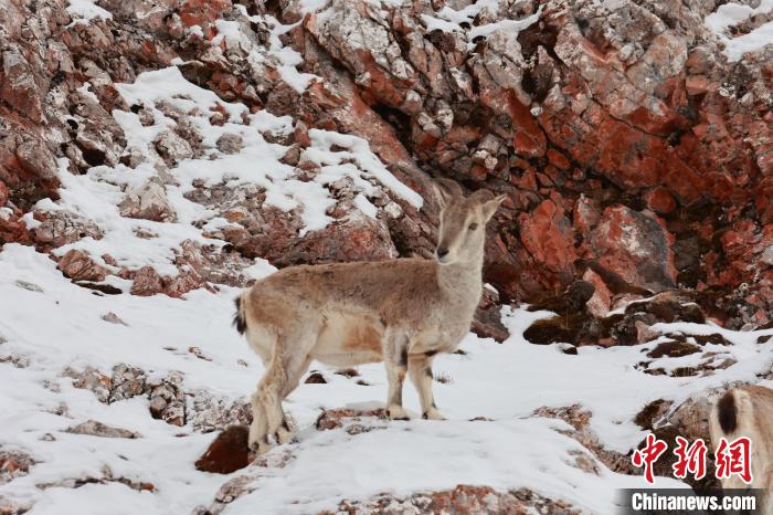 圖為在雪中悠然自得的巖羊?！“兹斩〔冀?攝