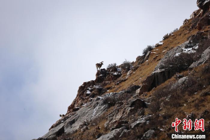 圖為在山崖上站立的巖羊。　白日丁布江才 攝
