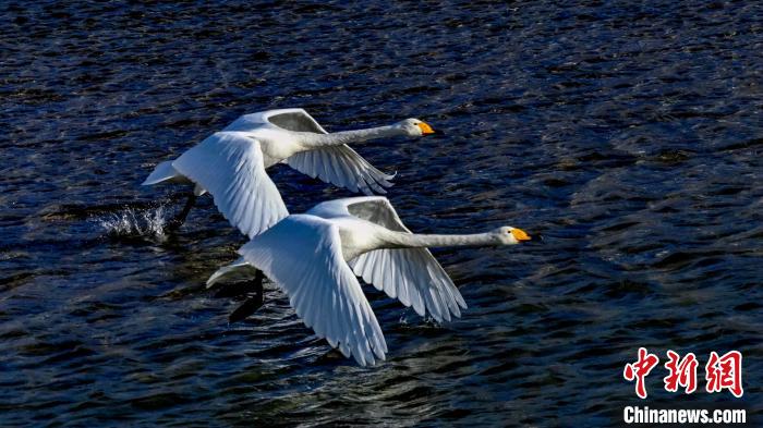 圖為兩只大天鵝?！?yán)桉 攝