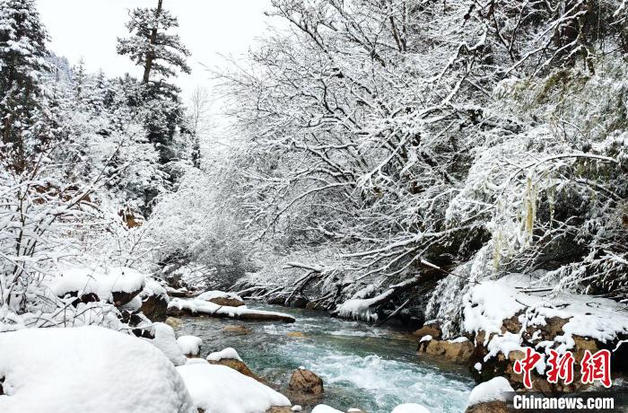 大熊貓國(guó)家公園王朗片區(qū)春雪如畫，宛若仙境?！×_春平 攝