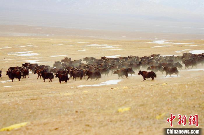 圖為青海省治多縣索加鄉(xiāng)的牛群。(資料圖) 治多縣委宣傳部 供圖