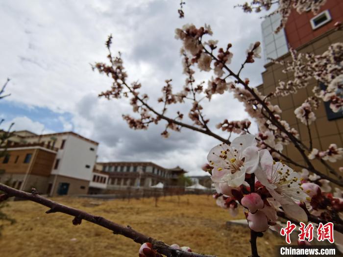 青海：初春遇降雪，百里不同“風(fēng)”