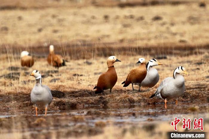 圖為斑頭雁和赤麻鴨?！“?攝