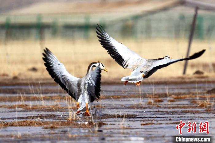 圖為斑頭雁嬉戲飛翔。　包雷 攝