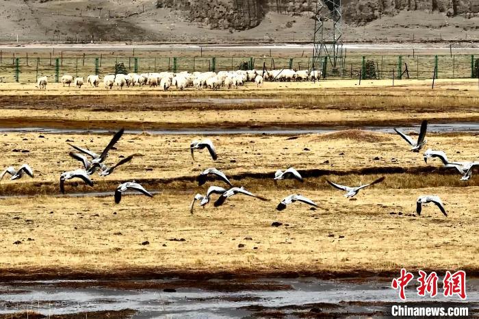 圖為斑頭雁在羊群邊飛翔?！“?攝
