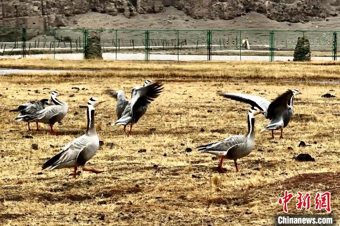 圖為斑頭雁?！“?攝