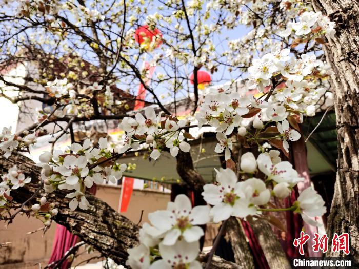 青海尖扎噶達莊園：百年“后花園”梨花盛開，舉目皆春色