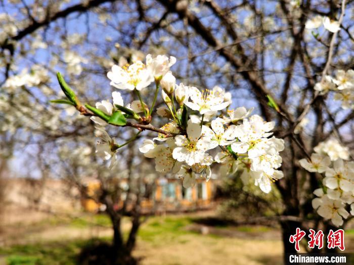 圖為梨花?！?zhí)砀?攝