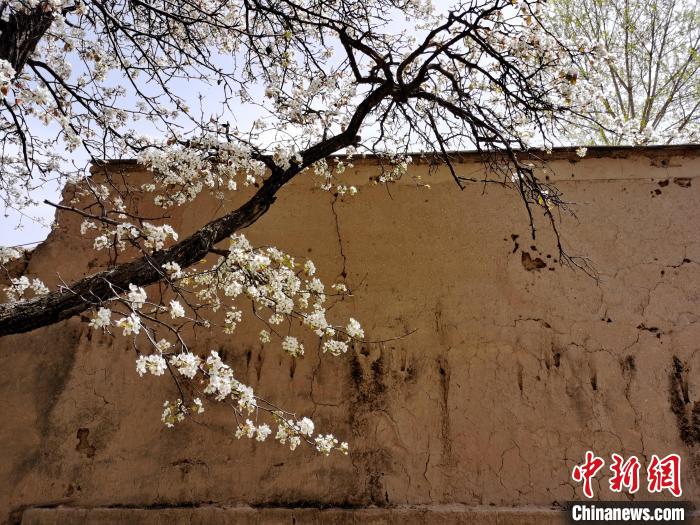 圖為一面土墻旁邊的梨花?！?zhí)砀?攝
